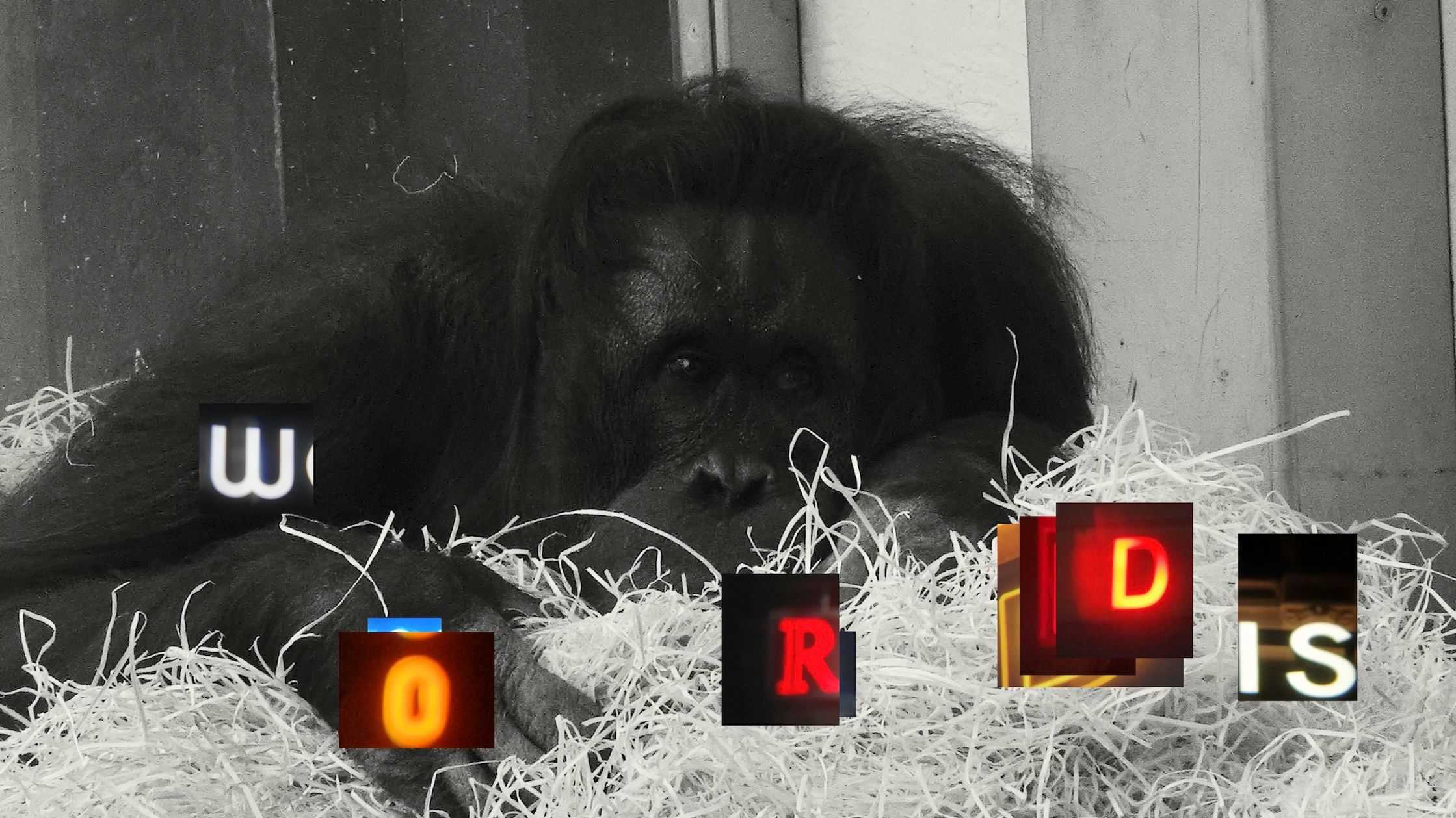 黒澤　匠 - 雨傘 | 東京藝大アートフェス / TOKYO GEIDAI ARTFESの作品画像 | 2枚目