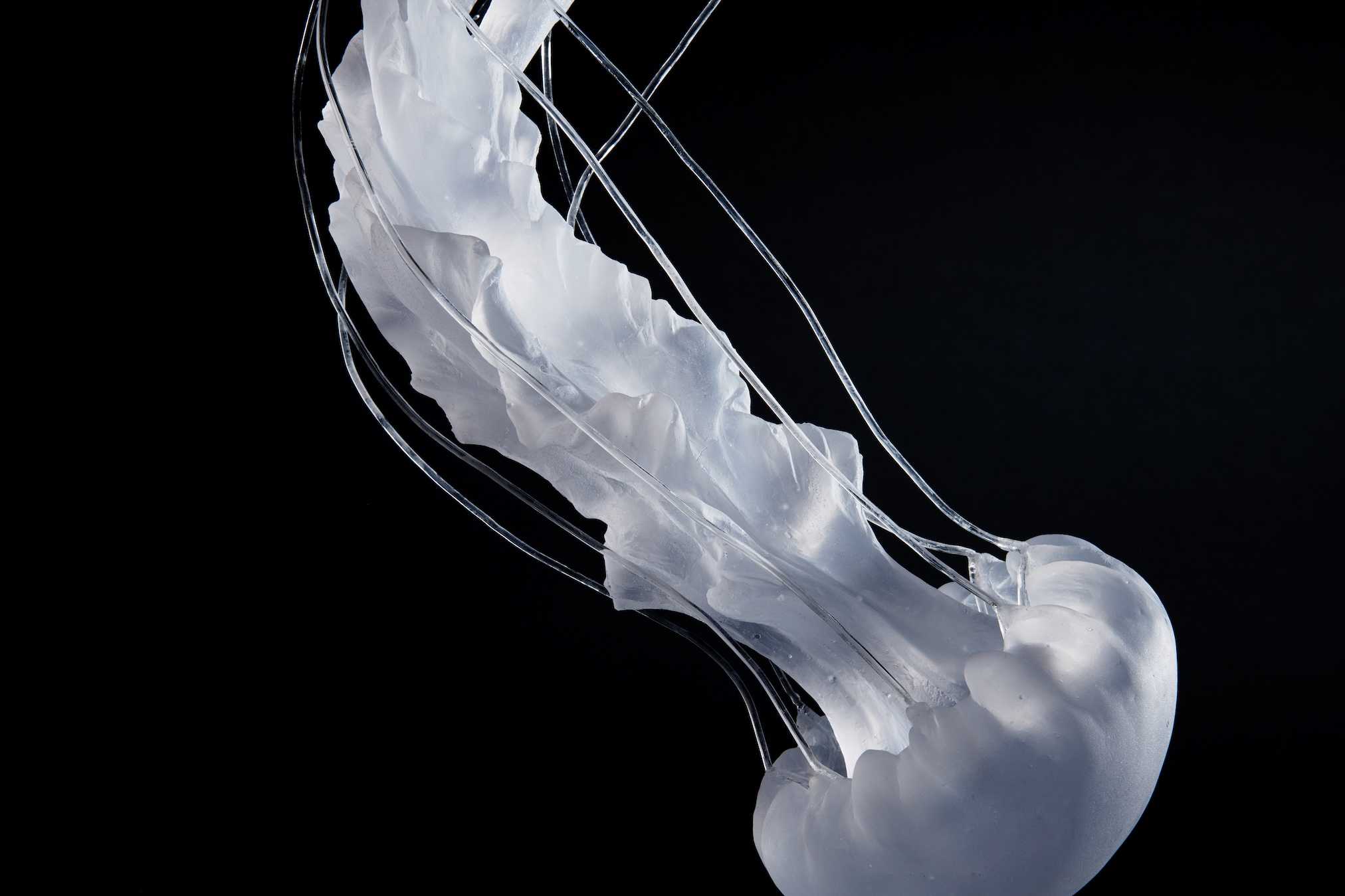 森　惠海 - ただよい、纏うの作品画像 | 1枚目