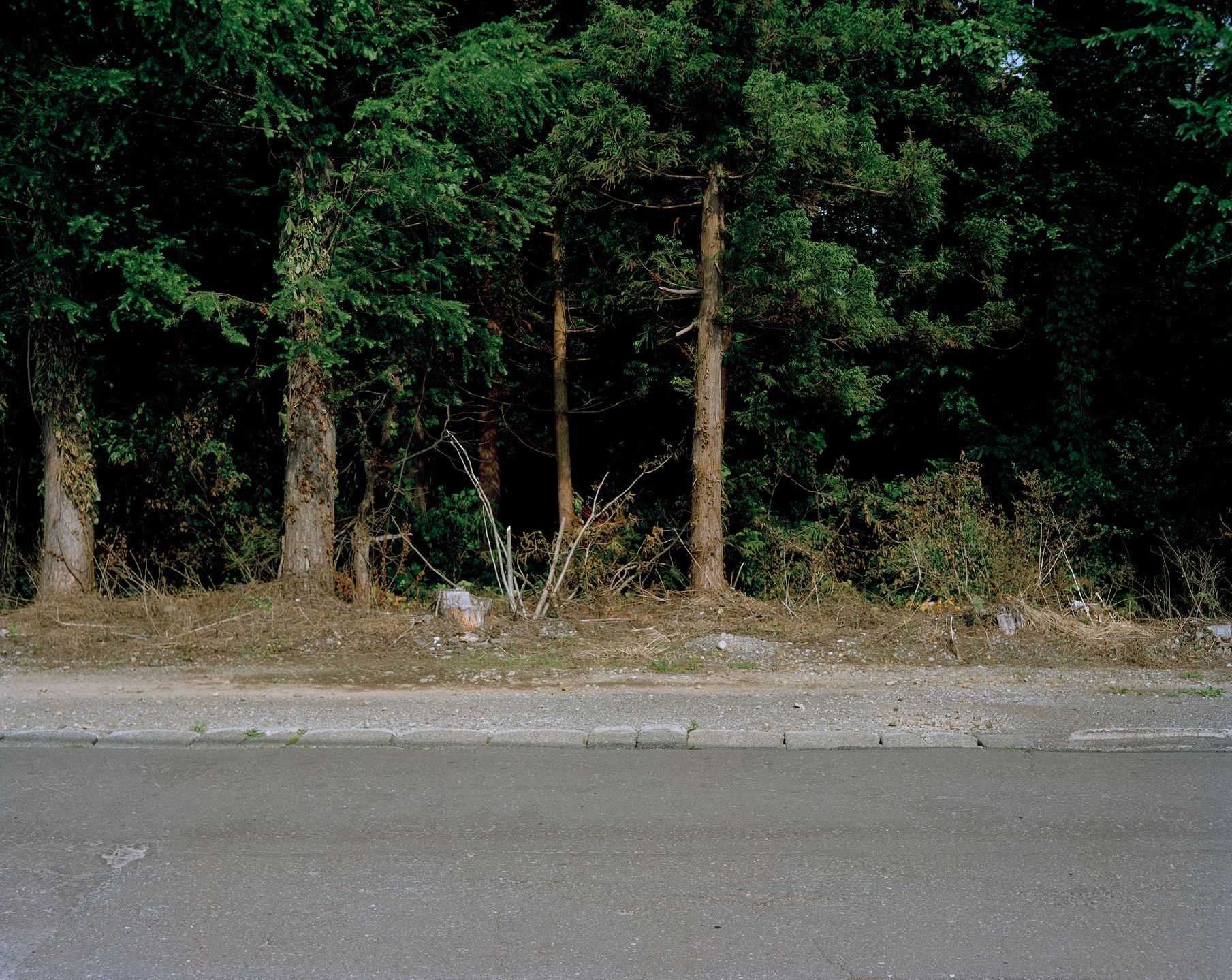 木村 直 - この松の茂る丘は誰のためにあるのだろうか | 東京藝大アートフェス / TOKYO GEIDAI ARTFESの作品画像 | 1枚目