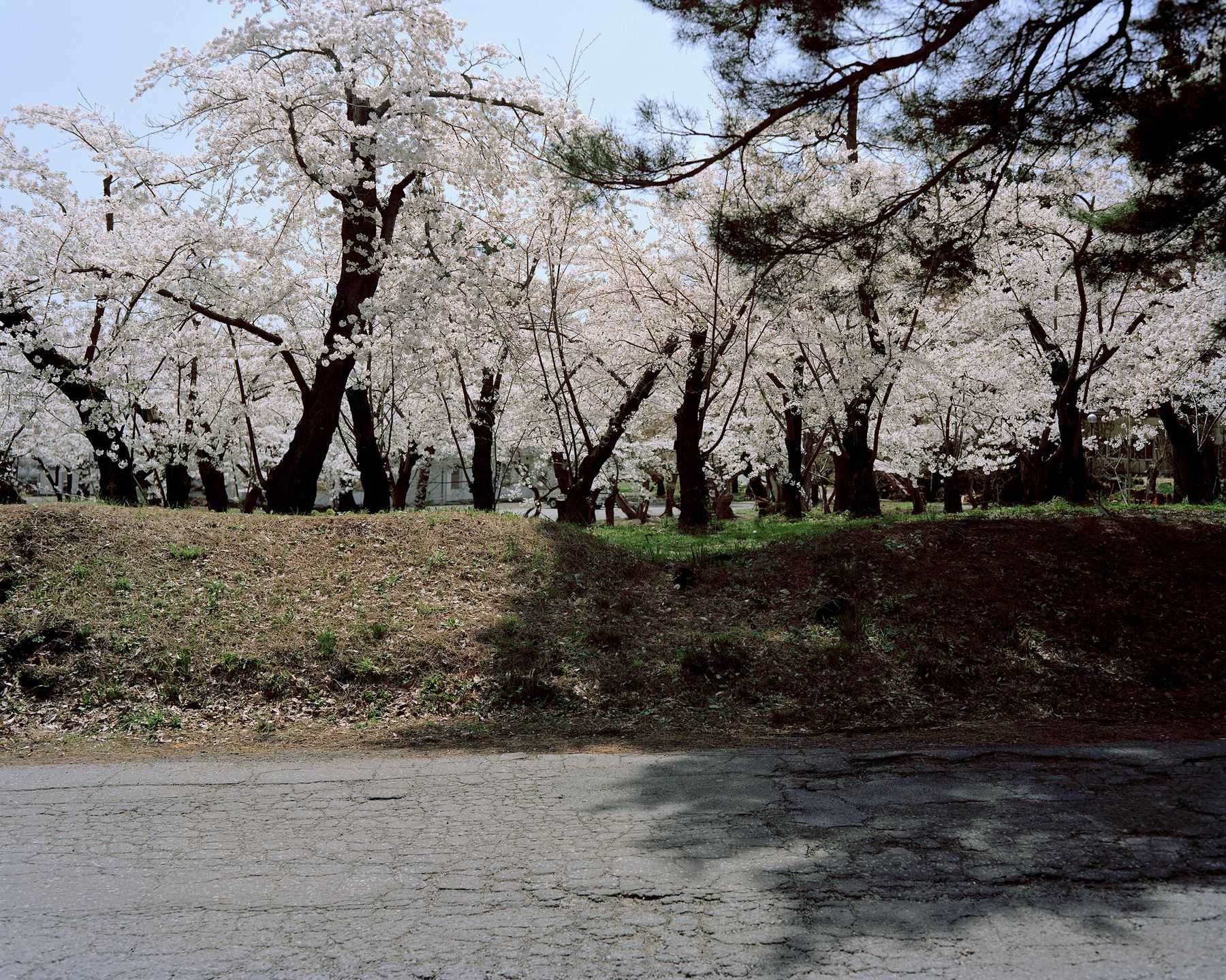 木村 直 - この松の茂る丘は誰のためにあるのだろうか | 東京藝大アートフェス / TOKYO GEIDAI ARTFESの作品画像 | 5枚目