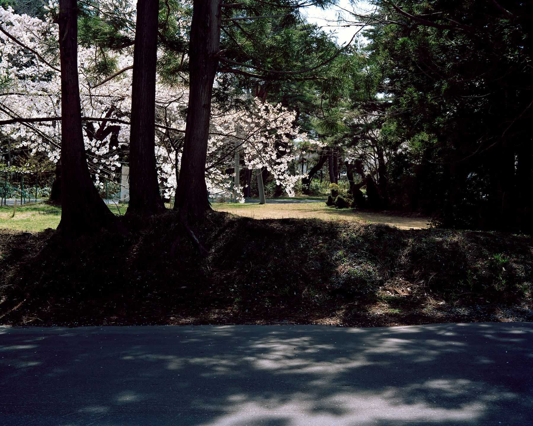 木村 直 - この松の茂る丘は誰のためにあるのだろうか | 東京藝大アートフェス / TOKYO GEIDAI ARTFESの作品画像 | 6枚目