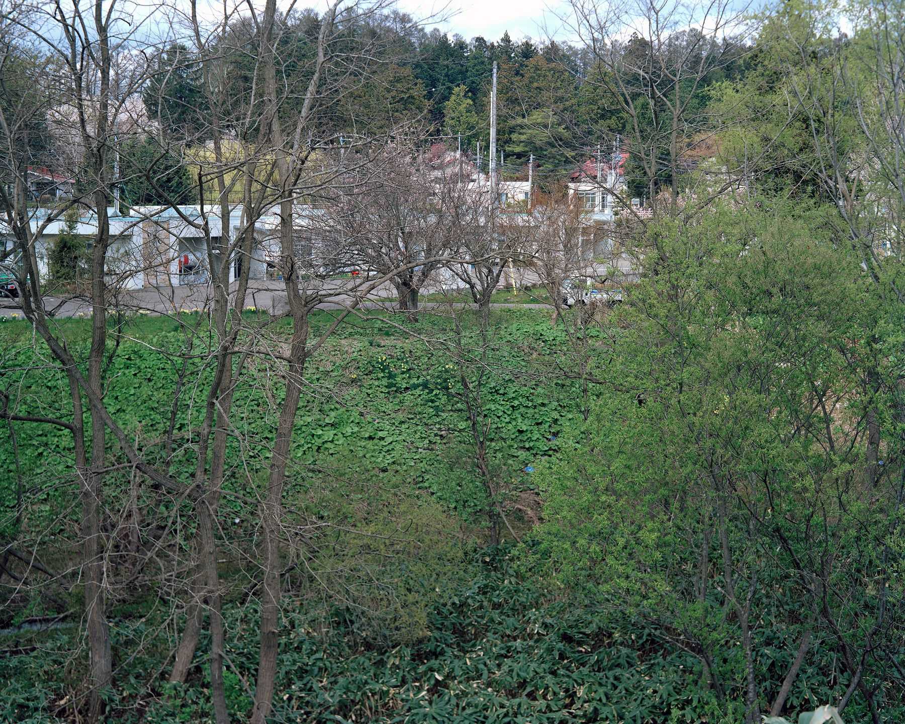 木村 直 - この松の茂る丘は誰のためにあるのだろうか | 東京藝大アートフェス / TOKYO GEIDAI ARTFESの作品画像 | 8枚目