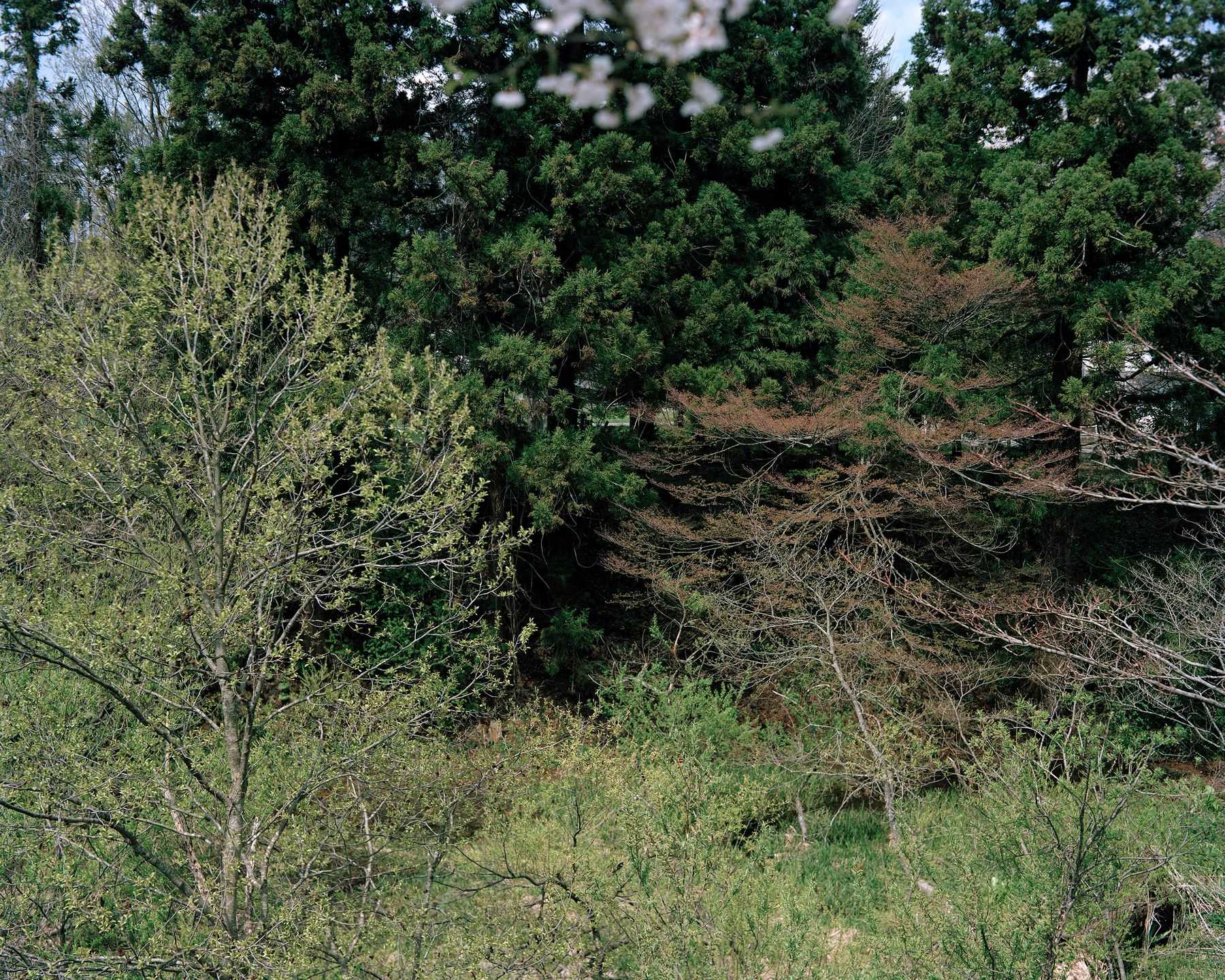 木村 直 - この松の茂る丘は誰のためにあるのだろうか | 東京藝大アートフェス / TOKYO GEIDAI ARTFESの作品画像 | 9枚目