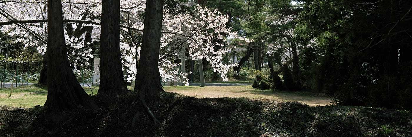 この松の茂る丘は誰のためにあるのだろうか by KIMURA CHOKU
