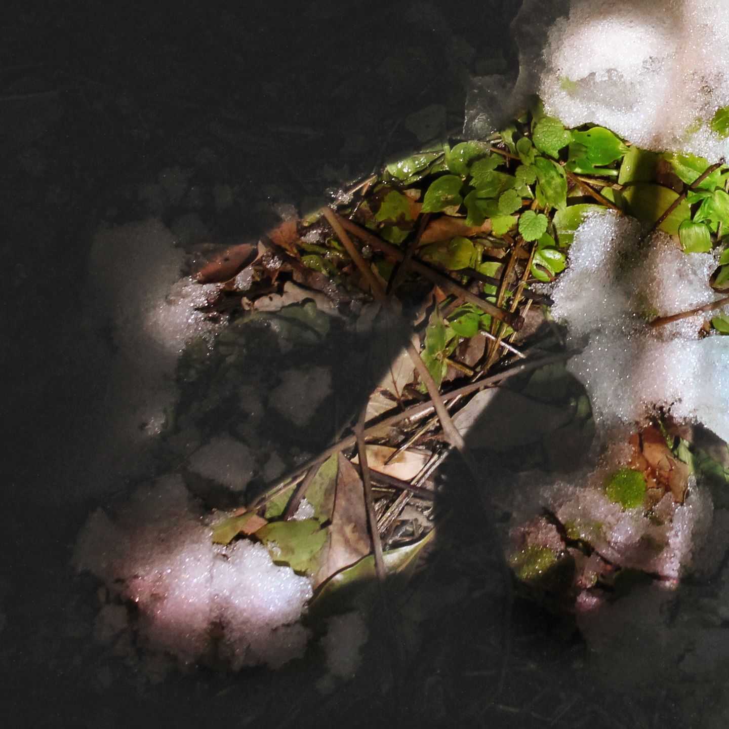 芽生夢 - Touch The Snow | 東京藝大アートフェス / TOKYO GEIDAI ARTFESの作品画像 | 2枚目