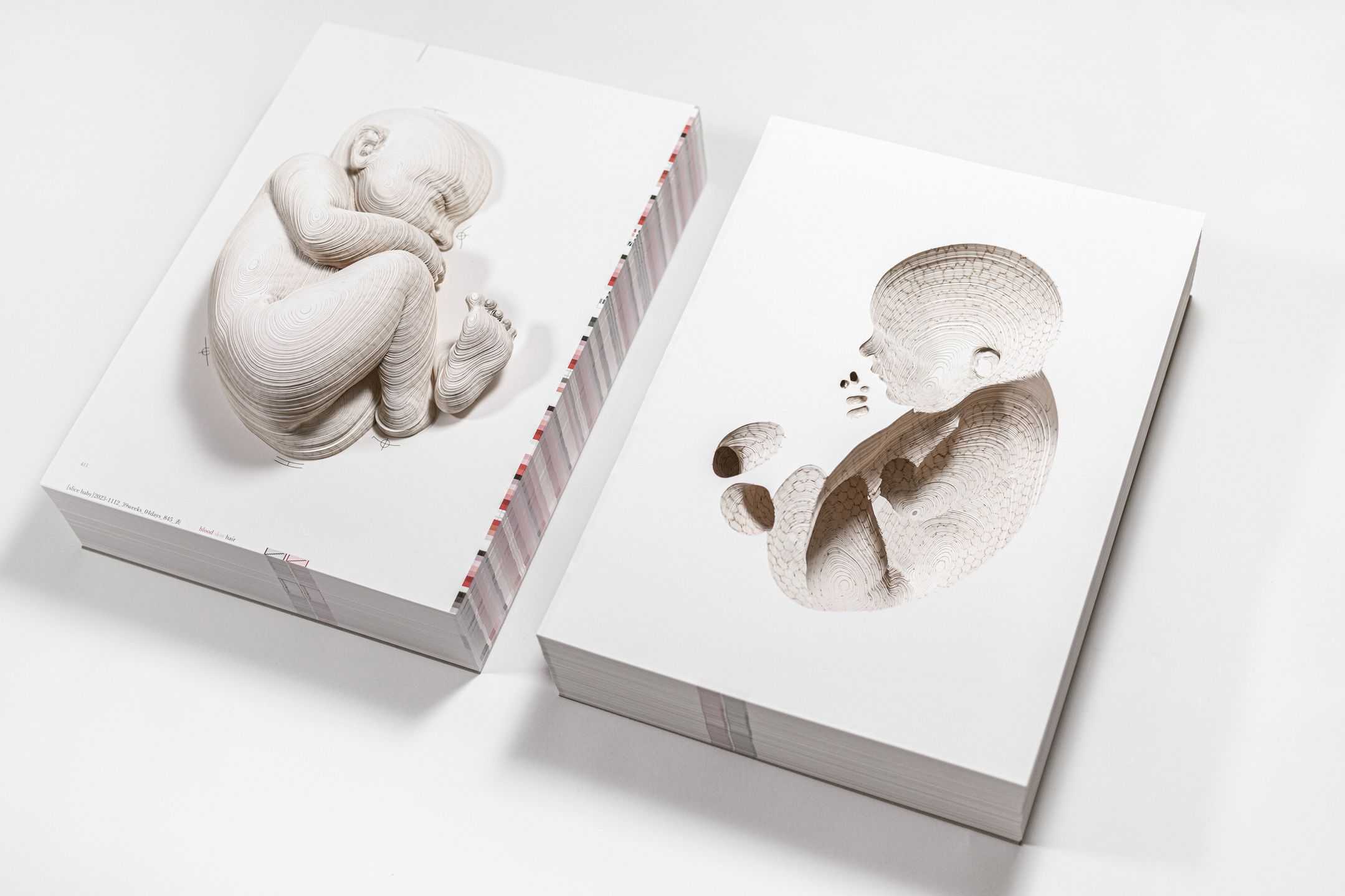 蒋 昊 - へその緒 | 東京藝大アートフェス / TOKYO GEIDAI ARTFESの作品画像 | 1枚目