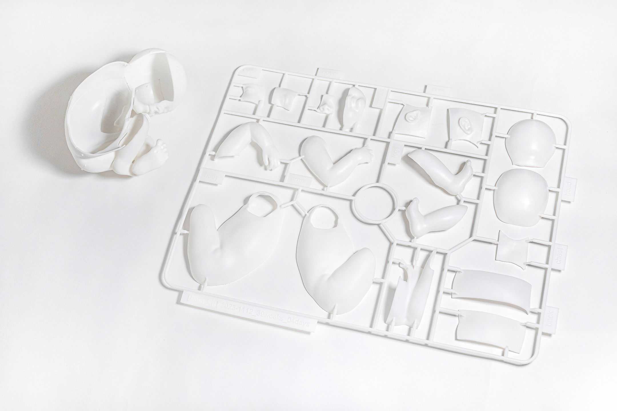 蒋 昊 - へその緒 | 東京藝大アートフェス / TOKYO GEIDAI ARTFESの作品画像 | 4枚目